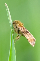 Noctuidae da identificare